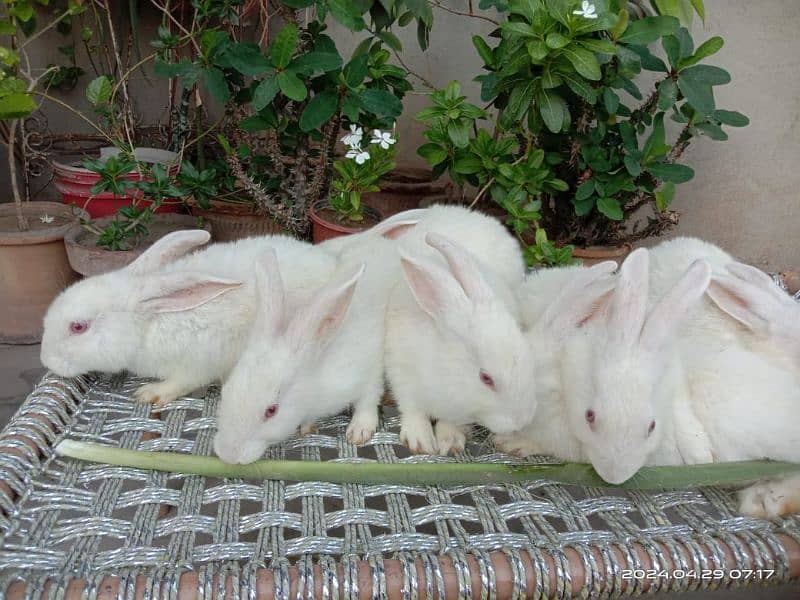 new Zealand white bunnies bunnies 4