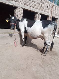 2 frezon cow