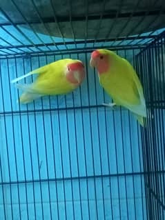 2 Lutino love bird confirm breeder pair