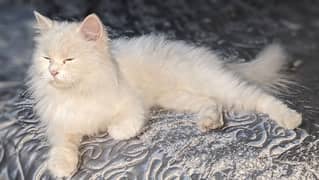 Pure White Persian Cat
