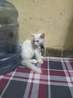 Persian cat 4 month