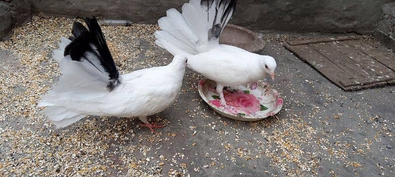 pigeons 2