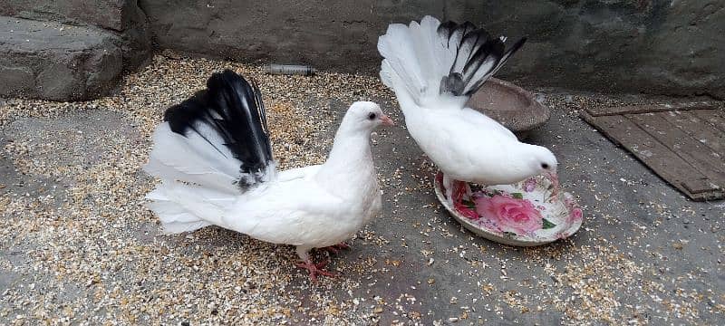 pigeons 5