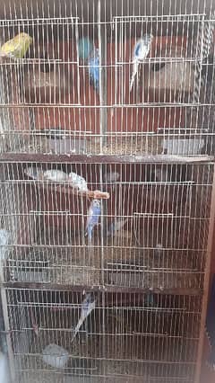 Birds cage 6 portion and Breeding budgies,Adults budgies for sale