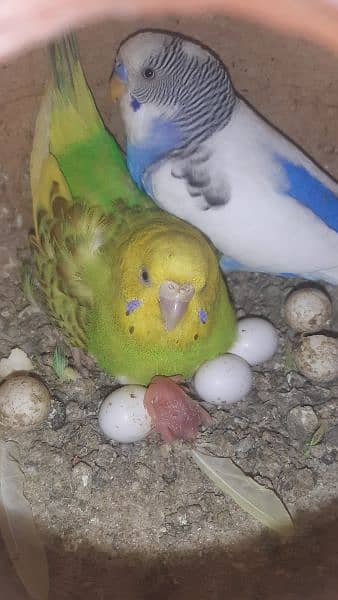 Birds cage 6 portion and Breeding budgies,Adults budgies for sale 3