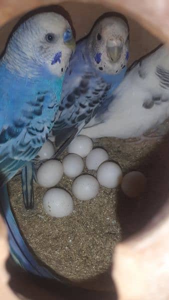 Birds cage 6 portion and Breeding budgies,Adults budgies for sale 4