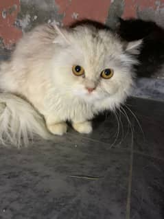 Persian Male cat