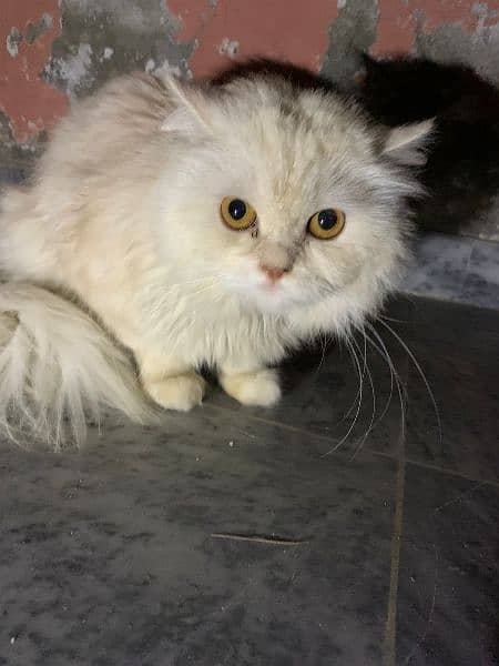 Persian Male cat 0