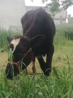 Grsi cow and 1'5 year bachi