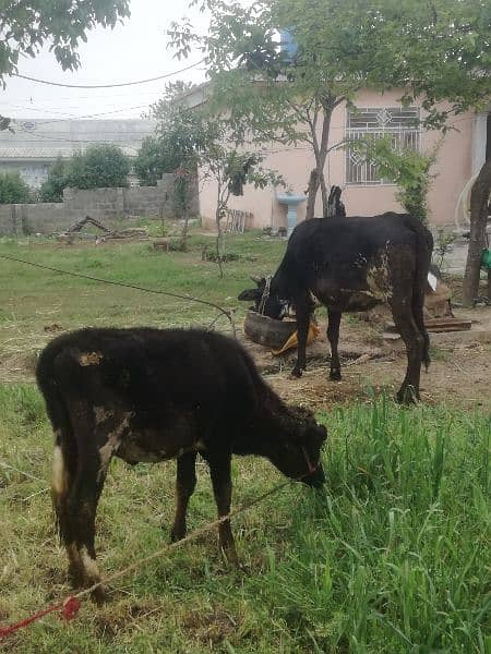 Grsi cow and 1'5 year bachi. 03437897953 2
