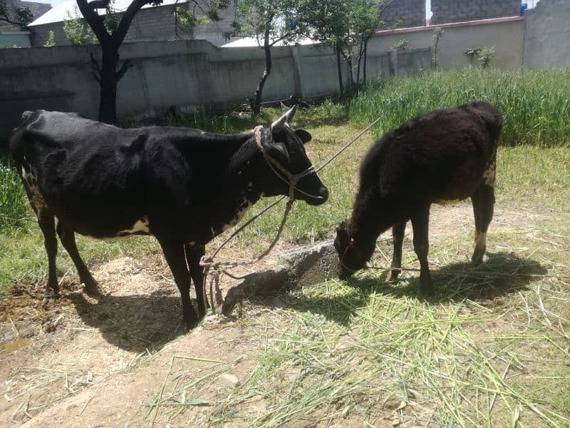 Grsi cow and 1'5 year bachi. 03437897953 3