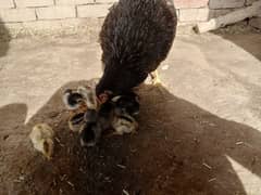 Aseel Chicks For Sale