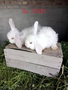 Fancy rabbit bunny pair
