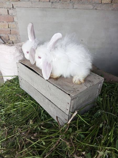Fancy rabbit bunny 2