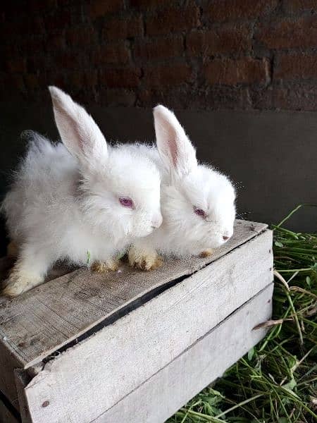 Fancy rabbit bunny 2