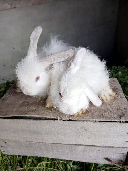 Fancy rabbit bunny 4