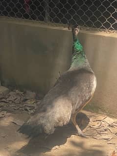 Female peacock