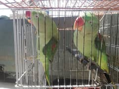 Raw Parrots