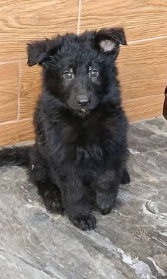 Black German shepherd puppy
