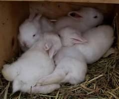 Angora rabbits kids
