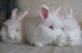 Angora rabbits kids and Neawseland white rabbit kids.