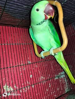 Pahari Parrot