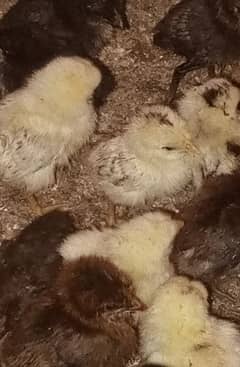 golden misri  chicks
