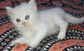 Beautiful kitten available serious person contact me 03214291667