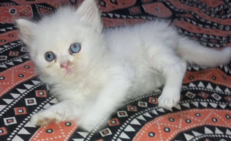 Beautiful kitten available serious person contact me 03214291667 0