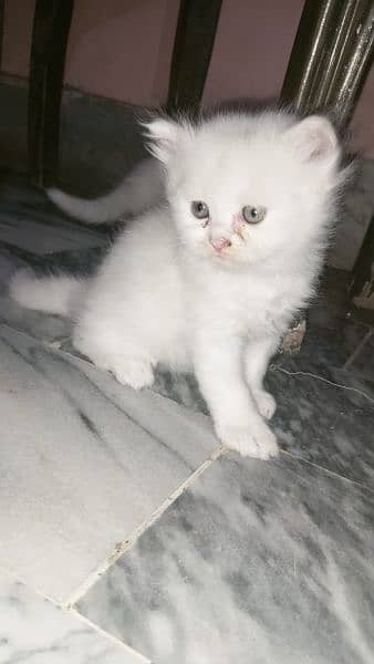 Beautiful kitten available serious person contact me 03214291667 1