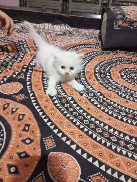 Beautiful kitten available serious person contact me 03214291667 2
