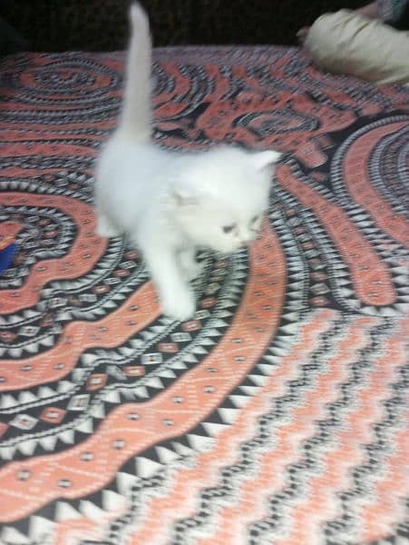 Beautiful kitten available serious person contact me 03214291667 3