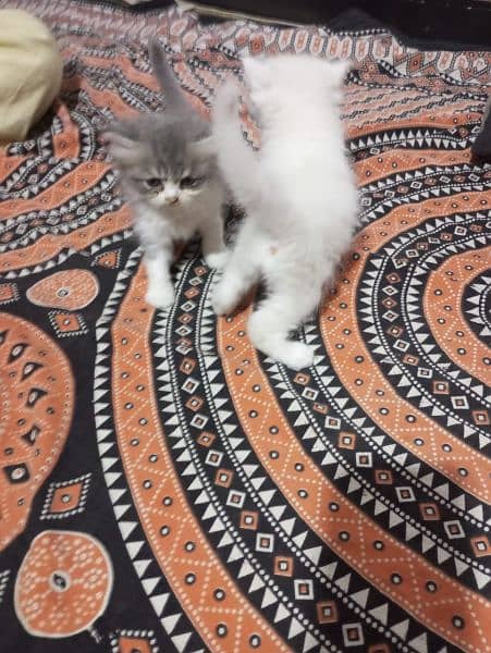 Beautiful kitten available serious person contact me 03214291667 4