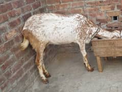Healthy Goat for sale