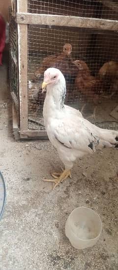 4 chicks and one aseel  hen for sale