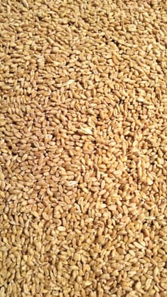 Wheat / Gandum Best Quality (Punjab Side) 40kg in 4200