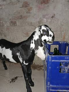 Bakra |  Kala Dabba beetal bakra | goat for sale