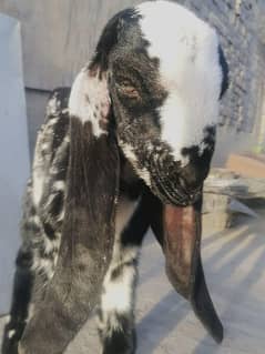 female Bakri makhi cheeni breed goat
