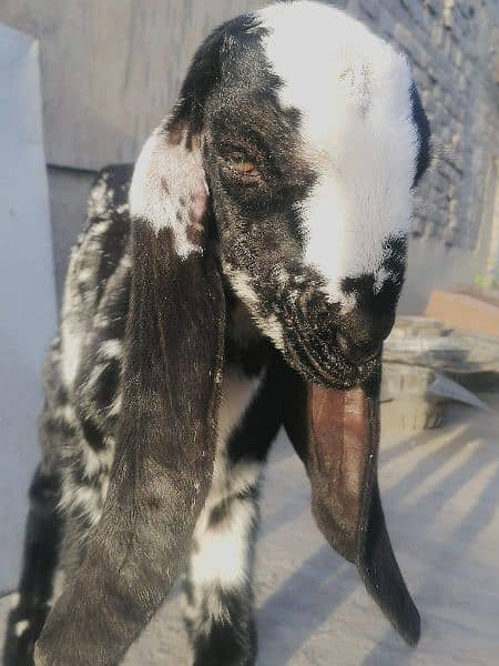 female/Bakri makhi cheeni breed goat *03229776500* 0