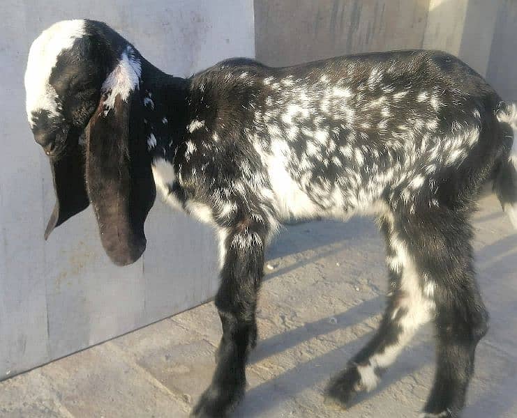 female/Bakri makhi cheeni breed goat *03229776500* 1
