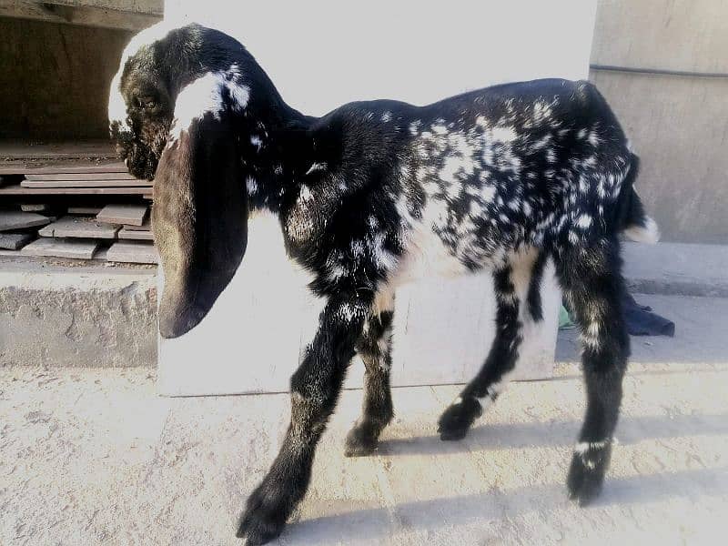 female/Bakri makhi cheeni breed goat *03229776500* 2