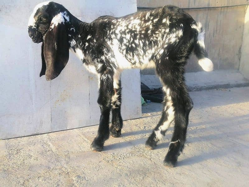 female/Bakri makhi cheeni breed goat *03229776500* 3
