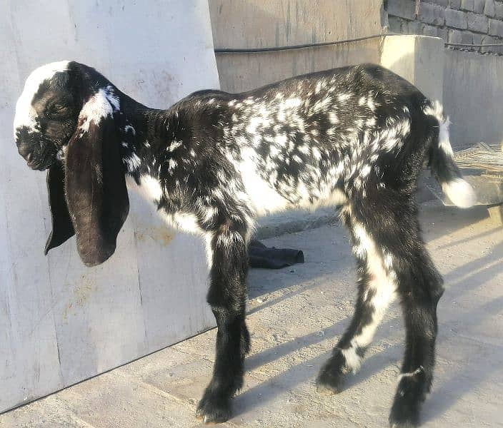 female/Bakri makhi cheeni breed goat *03229776500* 4