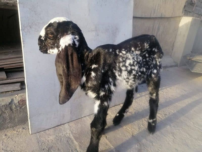 female/Bakri makhi cheeni breed goat *03229776500* 5