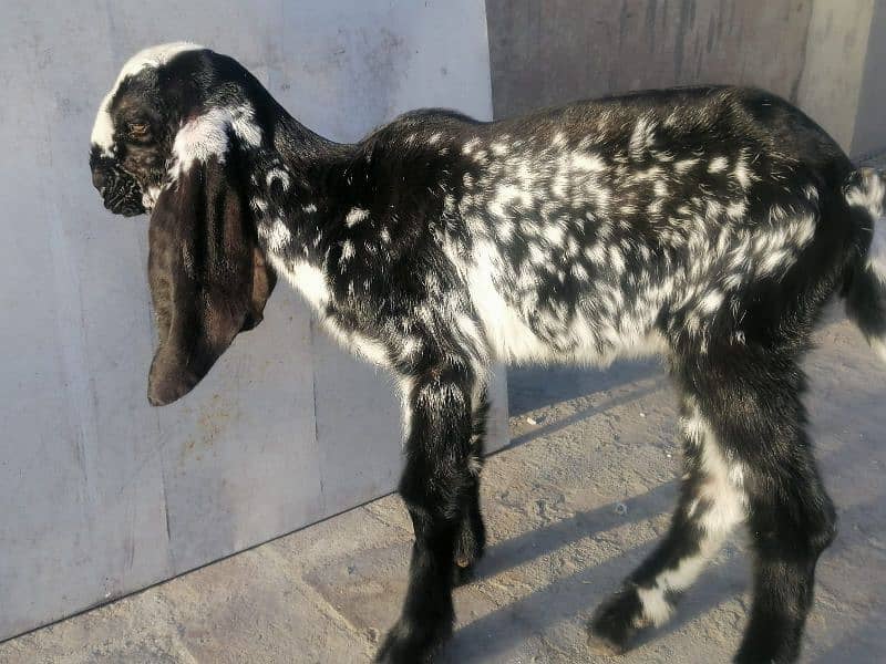 female/Bakri makhi cheeni breed goat *03229776500* 6