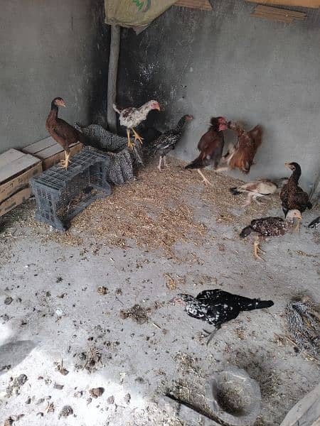 Aseel pure chicks available on reasonable price 7 months old 2