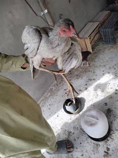 Aseel pure chicks available on reasonable price 7 months old