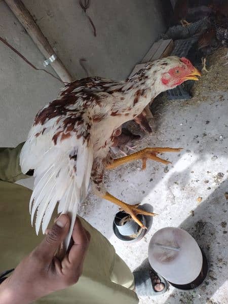 Aseel pure chicks available on reasonable price 7 months old 6