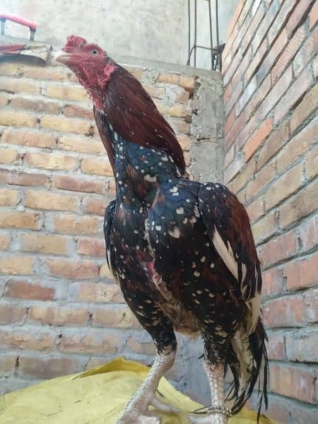 Aseel pure chicks available on reasonable price 7 months old 8