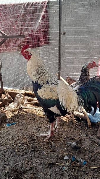 Aseel pure chicks available on reasonable price 7 months old 9